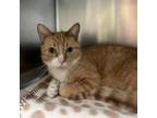 Adopt Wesley--In Foster a Domestic Short Hair