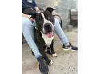 Adopt Nash a Pit Bull Terrier