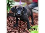 Adopt Isly a Labrador Retriever, Mixed Breed