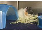 Adopt Chase a Guinea Pig