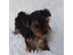 Yorkshire Terrier Puppy for sale in Stockbridge, GA, USA