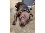 Adopt Donald a Pit Bull Terrier