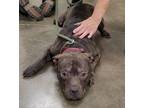 Adopt Mickey a Pit Bull Terrier