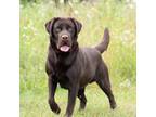 Labrador Retriever Puppy for sale in Knoxville, TN, USA