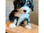 Bernese Mountain Dog Puppy for sale in Purdy, MO, USA