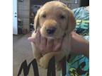 Labrador Retriever Puppy for sale in Randall, MN, USA