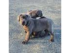 Cane Corso Puppy for sale in Kennewick, WA, USA