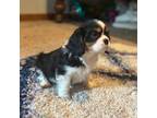 Cavalier King Charles Spaniel Puppy for sale in Chicago, IL, USA