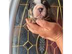 Bulldog Puppy for sale in Cleveland, NC, USA