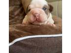 Bulldog Puppy for sale in Cleveland, NC, USA