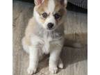 Alaskan Klee Kai Puppy for sale in Woodbury, MN, USA