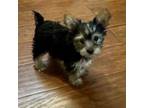 Yorkshire Terrier Puppy for sale in Covington, LA, USA