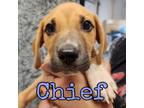 Adopt Chief a Mixed Breed, Pit Bull Terrier
