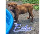 Adopt Echo a Mixed Breed, Pit Bull Terrier