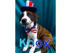 Adopt Knox a Mixed Breed, Pit Bull Terrier