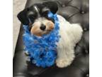 Schnauzer (Miniature) Puppy for sale in Altamonte Springs, FL, USA