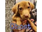 Adopt Ghost a Mixed Breed, Pit Bull Terrier