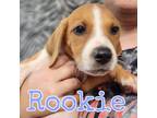 Adopt Rookie a Mixed Breed, Pit Bull Terrier