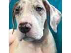 Great Dane Puppy for sale in Salida, CO, USA