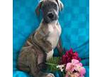 Great Dane Puppy for sale in Salida, CO, USA