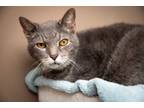 Adopt Max a Domestic Short Hair