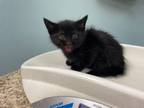 Adopt Justice a Domestic Short Hair