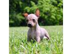 American Hairless Terrier Puppy for sale in Franklin, KY, USA