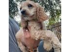 Cocker Spaniel Puppy for sale in Georgetown, TX, USA