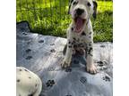 Dalmatian Puppy for sale in Riverside, CA, USA