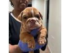 Bulldog Puppy for sale in Wichita, KS, USA