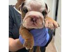 Bulldog Puppy for sale in Bear, DE, USA