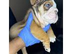 Bulldog Puppy for sale in Wichita, KS, USA