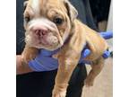 Bulldog Puppy for sale in Wichita, KS, USA