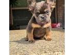 French Bulldog Puppy for sale in San Antonio, TX, USA