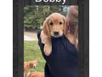 Golden Retriever Puppy for sale in Deer Park, WA, USA