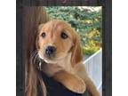 Golden Retriever Puppy for sale in Deer Park, WA, USA