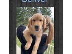 Golden Retriever Puppy for sale in Deer Park, WA, USA