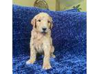Goldendoodle Puppy for sale in Larkspur, CO, USA