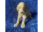 Goldendoodle Puppy for sale in Larkspur, CO, USA