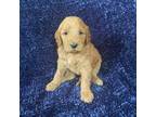 Goldendoodle Puppy for sale in Larkspur, CO, USA