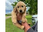 Golden Retriever Puppy for sale in Sparks, GA, USA