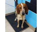 Adopt Jedi a Treeing Walker Coonhound, Mixed Breed