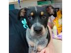 Adopt Bebier a Cattle Dog, Mixed Breed
