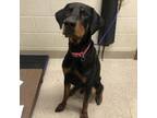 Adopt Archer a Doberman Pinscher