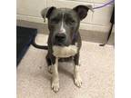 Adopt Francis a Pit Bull Terrier