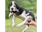 Great Dane Puppy for sale in Carson, VA, USA