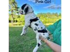 Great Dane Puppy for sale in Carson, VA, USA