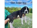 Great Dane Puppy for sale in Carson, VA, USA