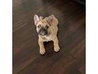 French Bulldog Puppy for sale in Portland, TX, USA