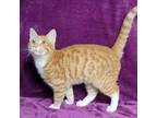 Adopt Chopin a Domestic Short Hair